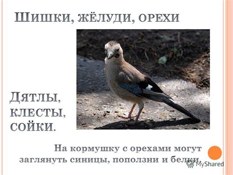 Презентация на тему: "Ч ЕМ КОРМИТЬ ПТИЦ ЗИМОЙ ? 1 КЛАСС. ЗАПОМНИТЕ ...