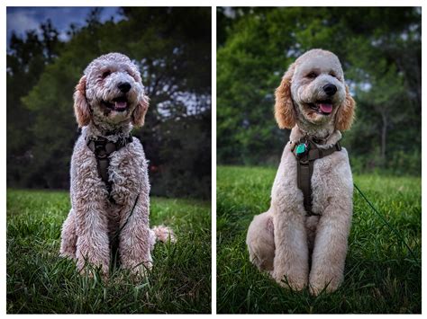 Before And After Rgoldendoodles