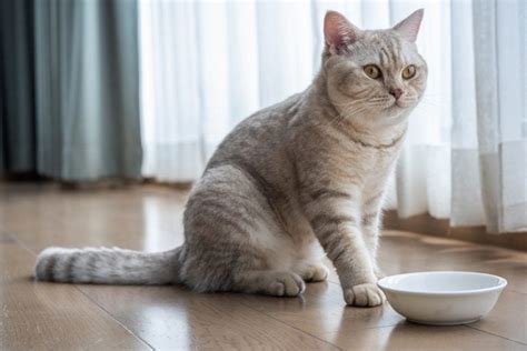 Are British Shorthair Cats Hypoallergenic? Allergy Facts & Tips ...