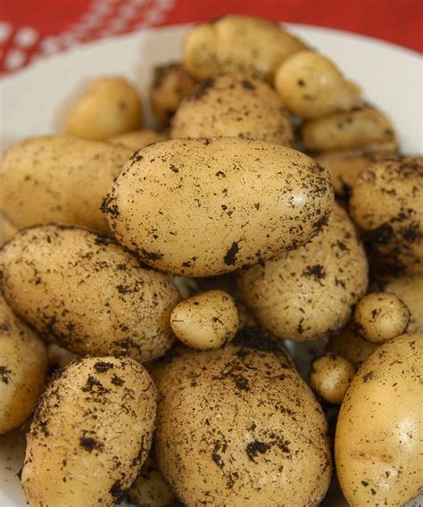 Best potato varieties: 12 top crops for your vegetable patch | Homes ...