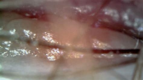 Fertile Hairy Pussy Orgasm Vore K Nicoletta Embassi Clips Sale