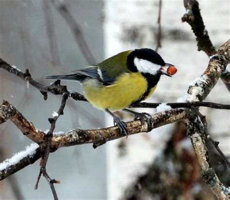 Talitintti Parus Major Leah Blipfoto