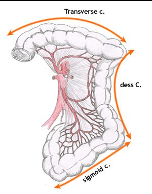 32 : The Peritoneum and the Organs of the Gastrointestinal System