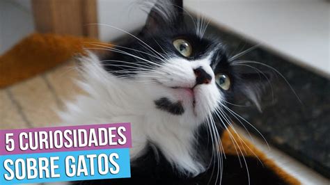 25 Curiosidades Sobre Gatos Pdi QM