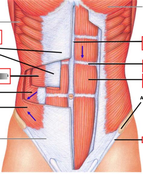 Anterior Abdomen Diagram Quizlet