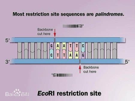 Restriction Endonuclease – Tinzyme