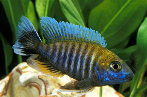 Electric Yellow Cichlid Tank Mates – 7 of the Best