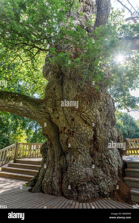 Arbre Remarquable De France Banque Dimage Et Photos Alamy