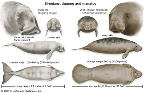 Dugong vs Manatee | Under the Sea | Pinterest | Manatee, Animal and