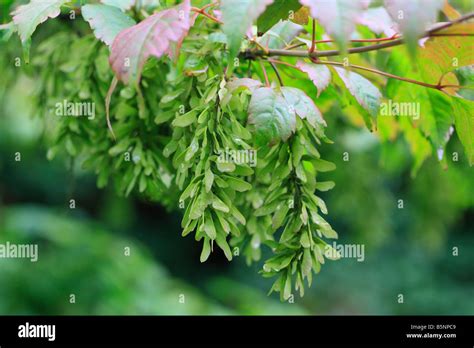 Vine Leaved Maple Acer Cissifolium Close Up Of Seeds Stock Photo Alamy