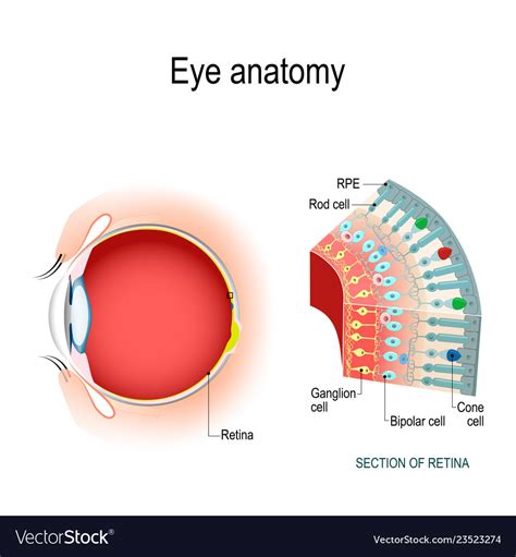 Retina Anatomy Diagram Codermyte