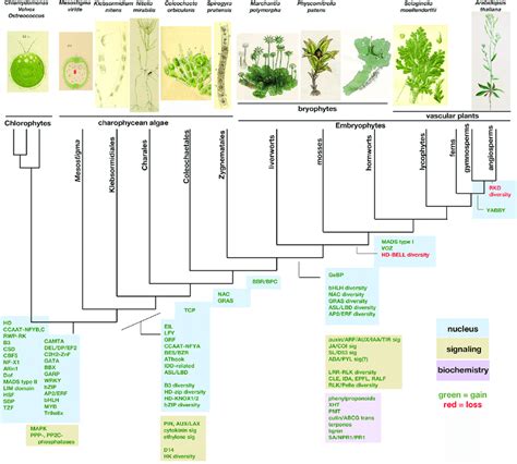 Evolution Of Plants Timeline - Plant Ideas