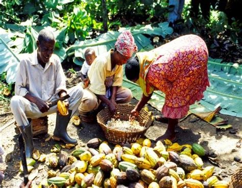 Smallholder cocoa farmers harvesting (a) and removing the seeds for ...