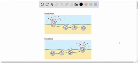 Endocytosis And Exocytosis Animation