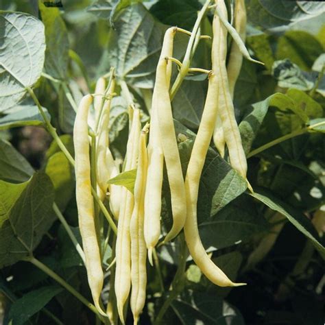 French Bean Plant Hot Sex Picture