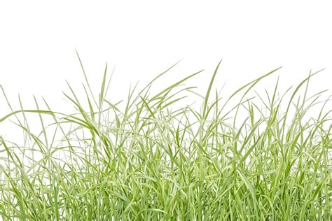 Green Grass Blades Isolated On White Background 48150543 Stock Photo At