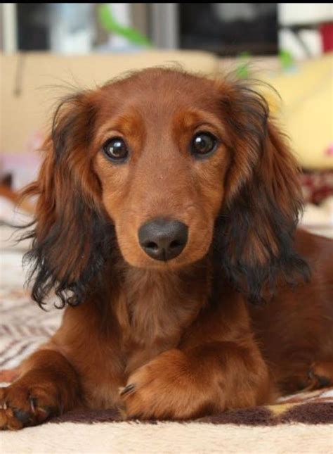 Long Haired Dachshund Puppy Dachshunds Doxies Wiener Dogs