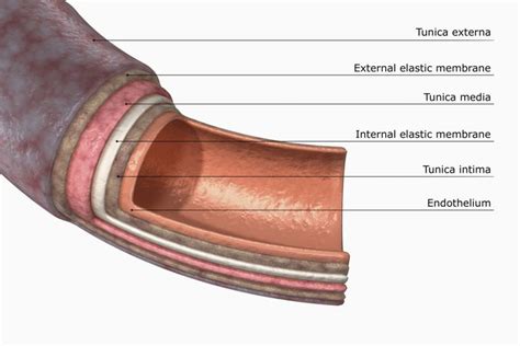 Artery Structure Function And Disease