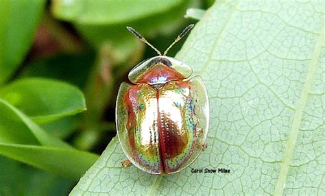 Golden Tortoise Beetle Project Noah