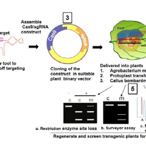 The Process Of Genome Editing Crispr A Commonly Used Modern Editing