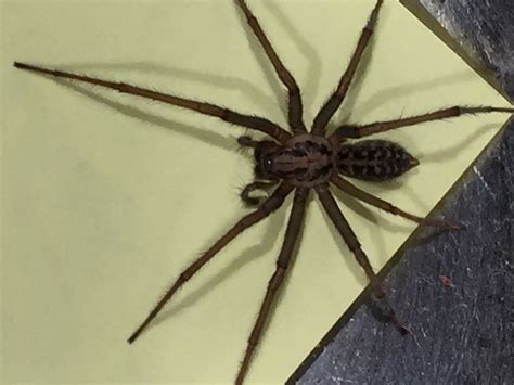 eratigena duellica giant house spider  portland oregon united states