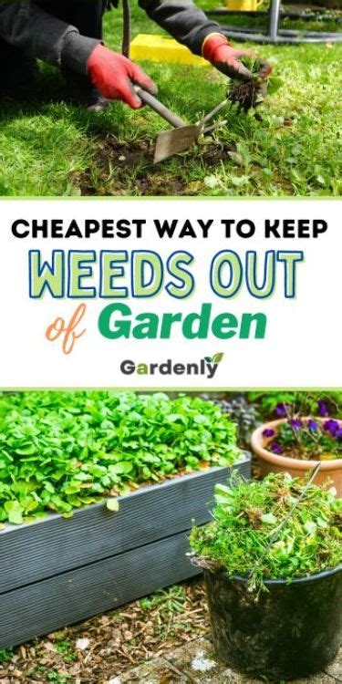 Cheapest Ways Keep Weeds Out Of Raised Garden Beds Raised Garden