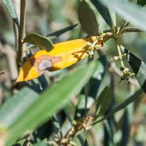 Frontiers in Plant Science | Plant Pathogen Interactions 