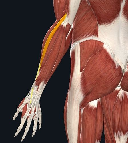 Human Anatomy Upper Extremity Muscles That Move The Hand Flashcards