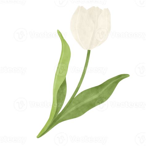 White Tulip Watercolor Illustration Png