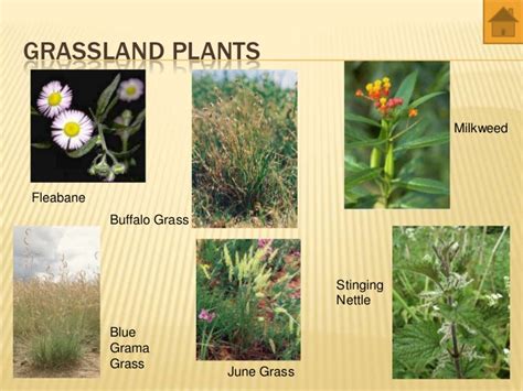 Grassland Plants With Names