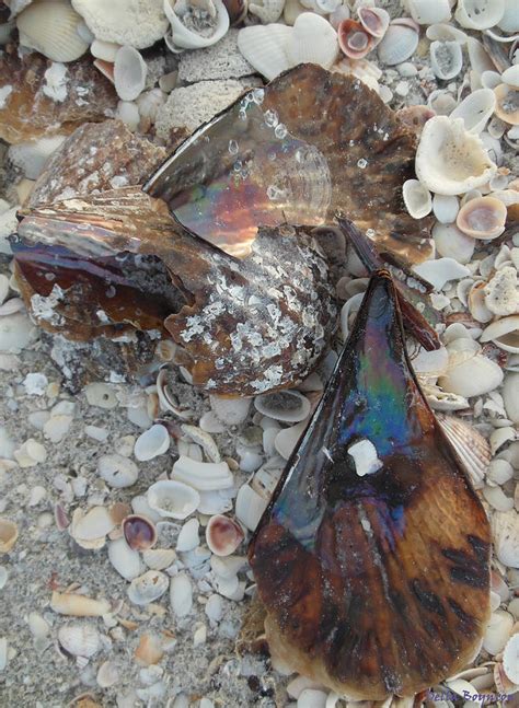 Rainbow Shells Photograph by Della - Fine Art America