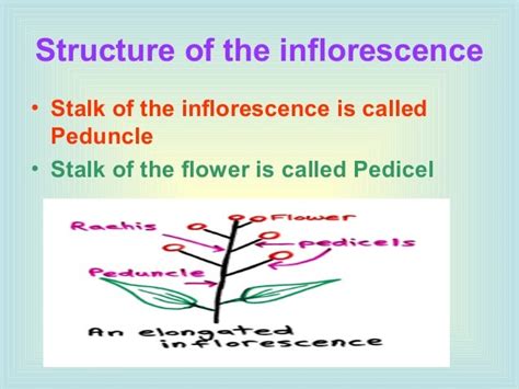 5. morphology of flowering parts (inflorescence)