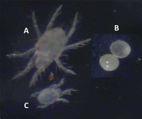 Old World Date Palm Dust Mite Oligonychus Afrasiaticus Different Life