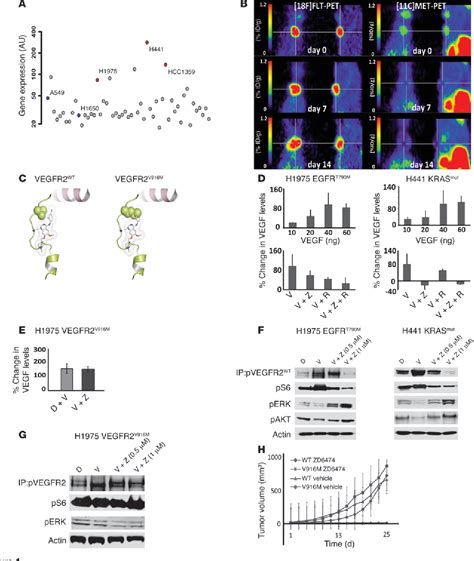 Figure From Tumor Vegf Vegfr Autocrine Feed Forward Loop Triggers