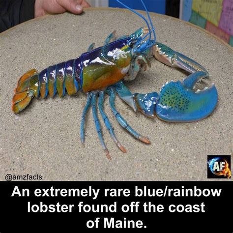 Extremely Rare Blue Rainbow Lobster | Fish pet, Sea creatures, Animals