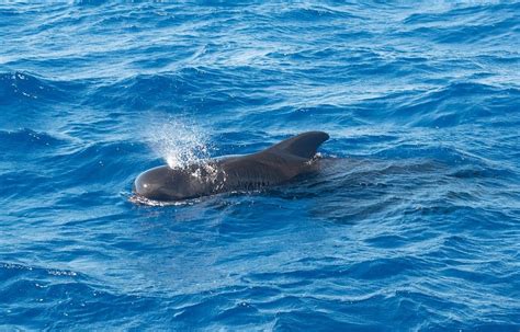 How Can Whales And Dolphins Hold Breath For So Long Underwater