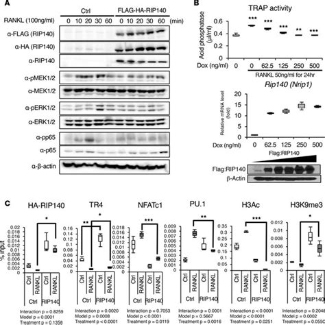 Rip Suppresses Rankl Signaling And Transcription Activation Of