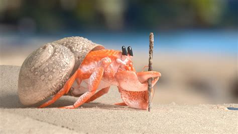 Hermit Crab Wallpapers Top Free Hermit Crab Backgrounds Wallpaperaccess