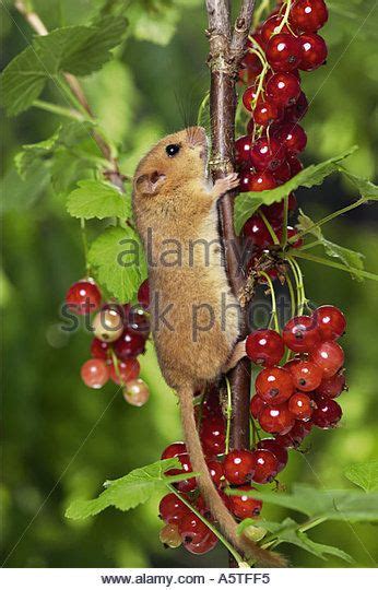 Pin By Ellen Bounds On DORMICE