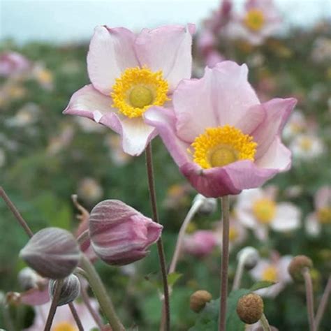 Anemone Tomentosa Robustissima Anémone Du Japon à Fleurs Roses Plante