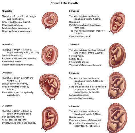 Pin on maternal/fetal