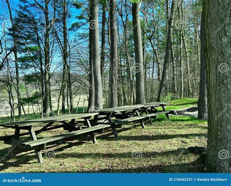 Bald Eagle State Park in PA Stock Image - Image of trunk, 2023: 276642251