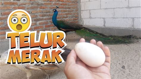 Telur Merak Biru YouTube