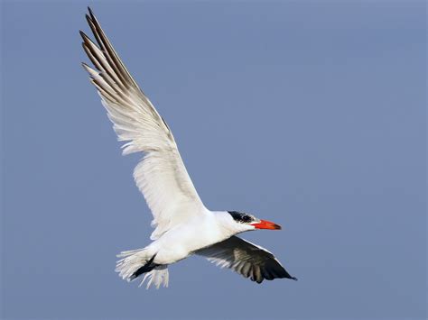 Caspian Tern Ebird