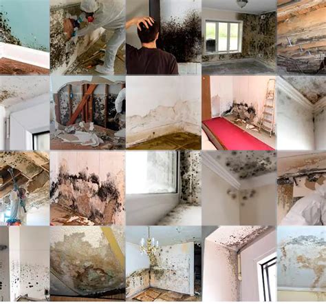 Mold Damage Royalty Claims Group