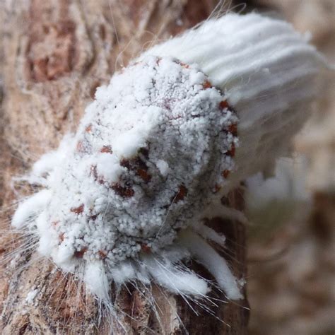 Come Eliminare Le Cocciniglie Dalle Piante Ornamentali In Modo Bio