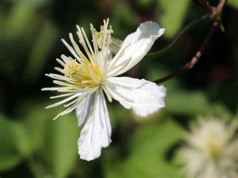 Clematis Summer Snow Paul Farges Clematis Fargesioides Summer