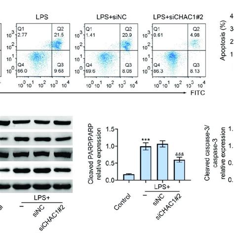 Knockdown Of Chac Mitigated Lps Induced Apoptosis In Hk Cells A