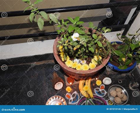 Beautiful Decoration and Puja To the Tulsi Plant during Festival Stock Photo - Image of hindu ...