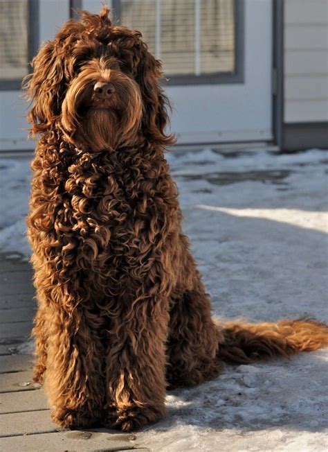 What Does A Full Grown Labradoodle Look Like 25 Examples The